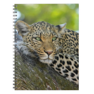 Resting Leopard Notebook