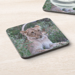 Resting Lioness – African Wildlife Art Coaster