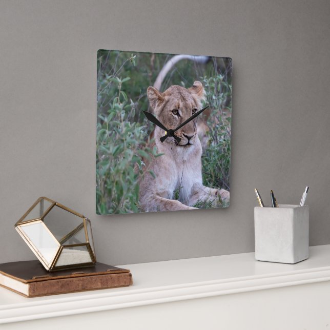 Resting Lioness in African Safari Square Wall Clock (Office)