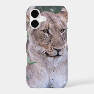 Resting Lioness in African Wilderness