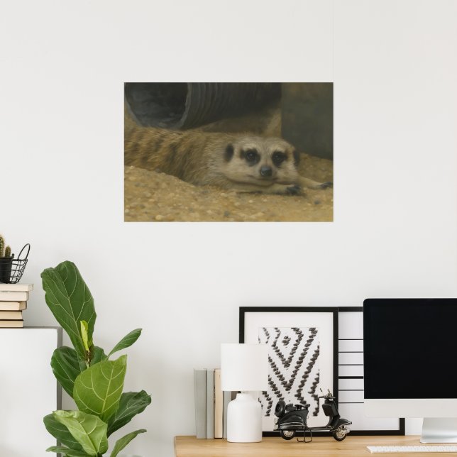 Resting Meerkat – Realistic Wildlife Art Poster (Home Office)