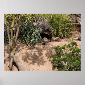 Resting Meerkats in Natural Habitat Wildlife Poster