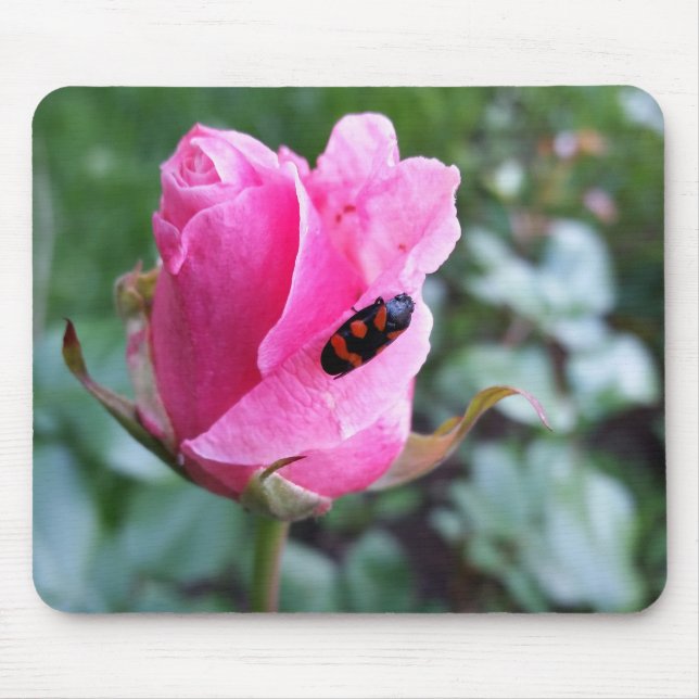 resting on a rose mouse mat (Front)