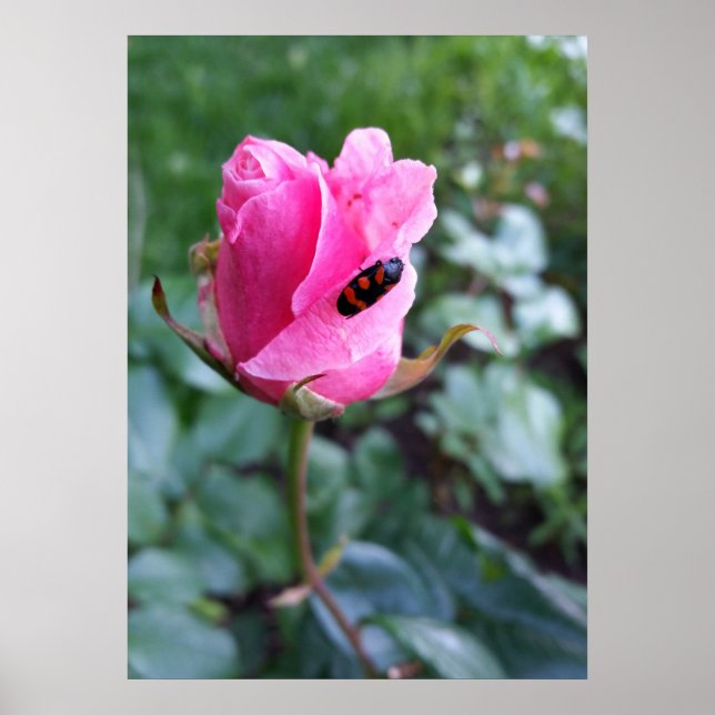 resting on a rose poster (Front)