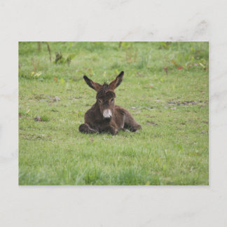 Resting on Grass Postcard