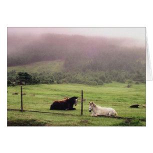 Resting Pasture Horses