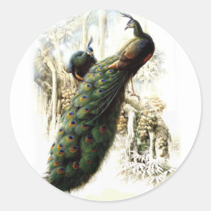 Resting Peacocks Classic Round Sticker