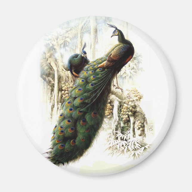 Resting Peacocks Magnet (Front)