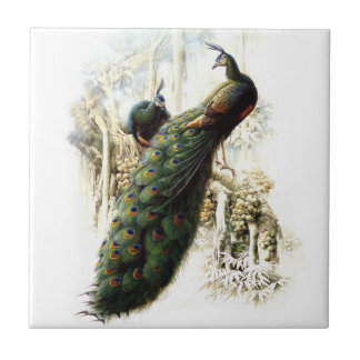 Resting Peacocks Tile