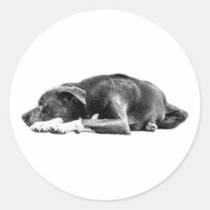 Resting Pitbull Mix Black and White Art Sticker
