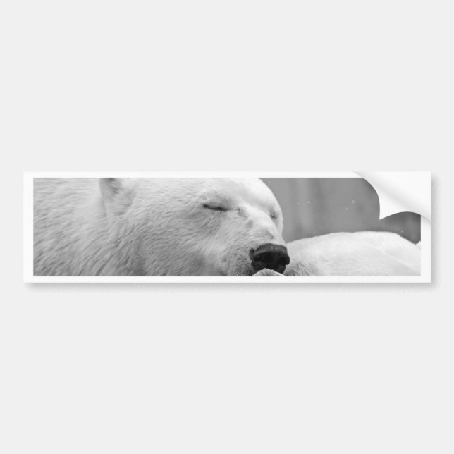 Resting Polar Bear Bumper Sticker (Front)