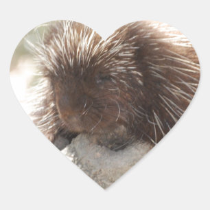 Resting Porcupine Heart Sticker