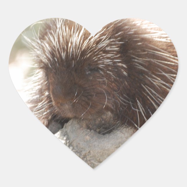 Resting Porcupine Heart Sticker (Front)