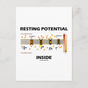 Resting Potential Inside (Sodium-Potassium Pump) Postcard