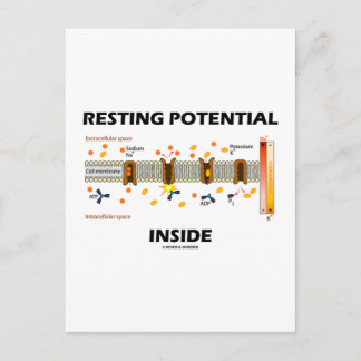 Resting Potential Inside (Sodium-Potassium Pump) Postcard
