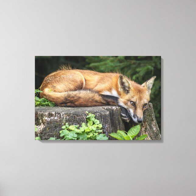 Resting Red Fox   Canvas Print (Front)