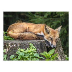 Resting Red Fox   Photo Print