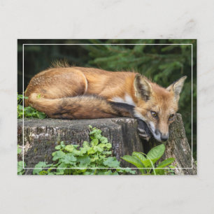 Resting Red Fox   Postcard