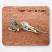 Resting Red Kangaroo Buck