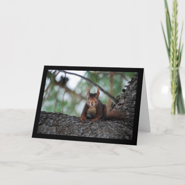 Resting Red Squirrel Card (Front)