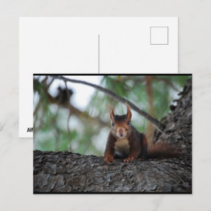 Resting Red Squirrel Postcard