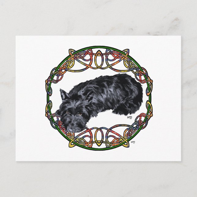 Resting Scottie Celtic Knotwork Postcard (Front)