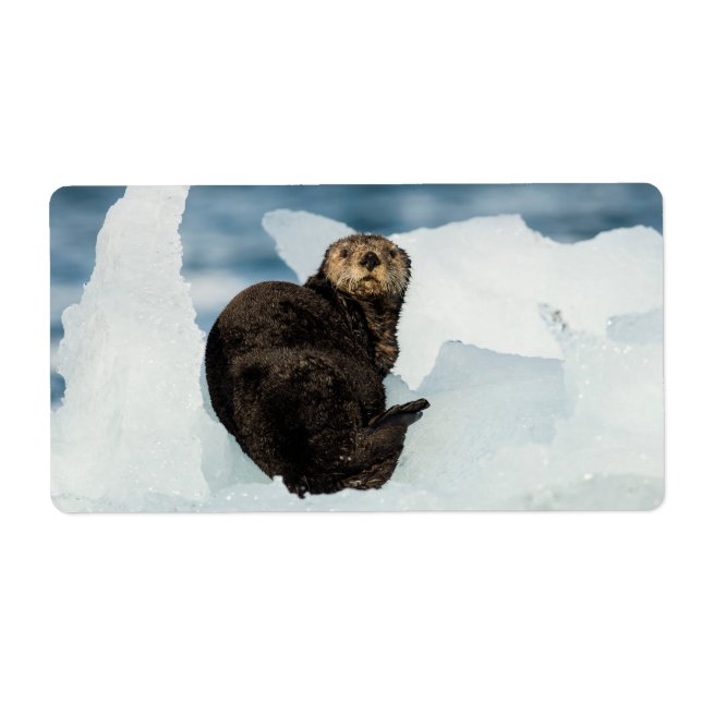 Resting Sea Otter (Front)