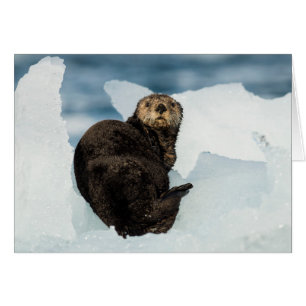 Resting Sea Otter