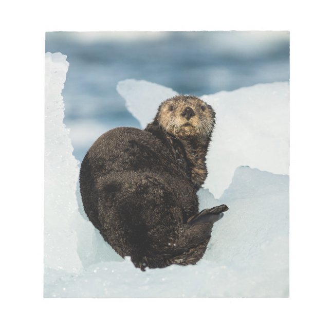 Resting Sea Otter Notepad (Front)