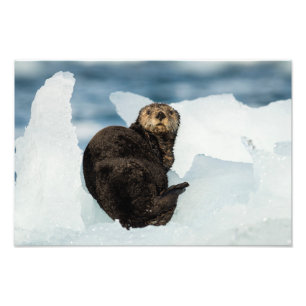 Resting Sea Otter Photo Print