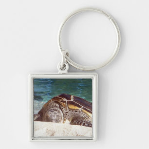 Resting Sea Turtle Key Ring
