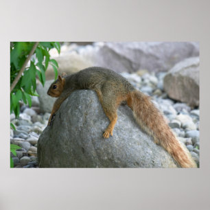 Resting Squirrel on a Hot Day Poster