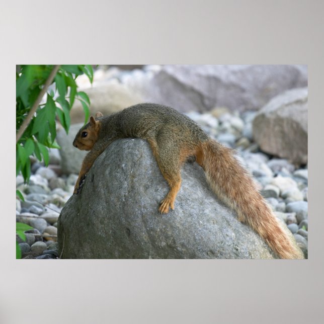 Resting Squirrel on a Hot Day Poster (Front)