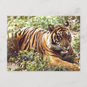 Resting Sumatran Tiger Postcard