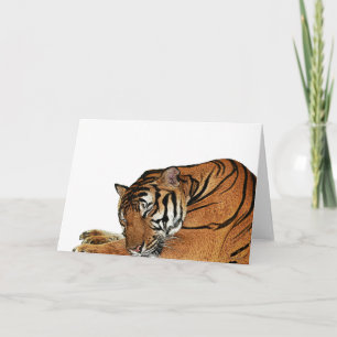 Resting Tiger Card
