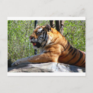 Resting Tiger Postcard