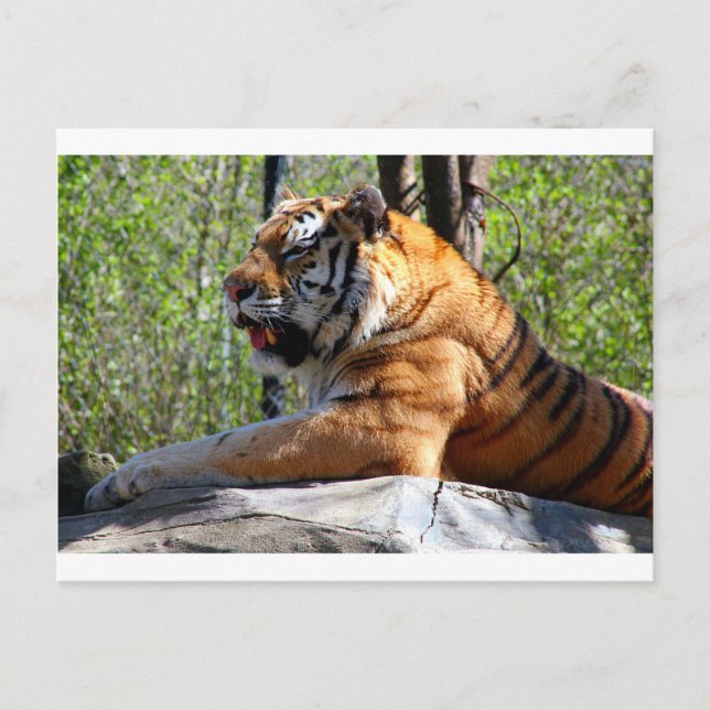 Resting Tiger Postcard (Front)
