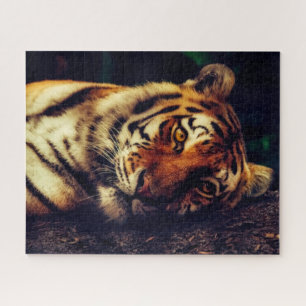 Resting Tiger Puzzle