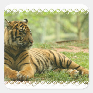 Resting Tiger  Sticker