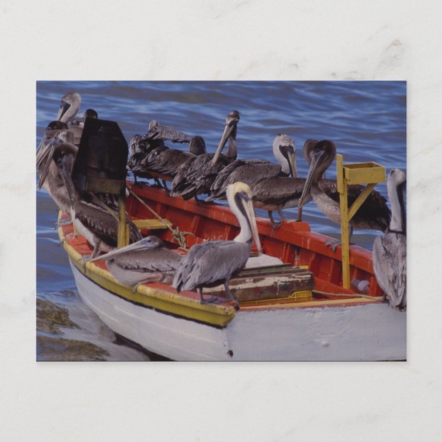 Resting time, Venezuela Postcard (Front)