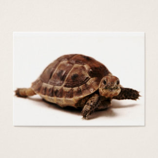 Resting Tortoise