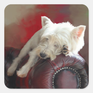 Resting Westie Square Sticker