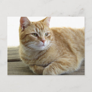 Resting Yellow Cat Postcard