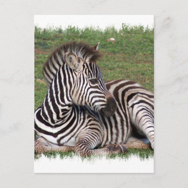Resting Zebra Postcard (Front)