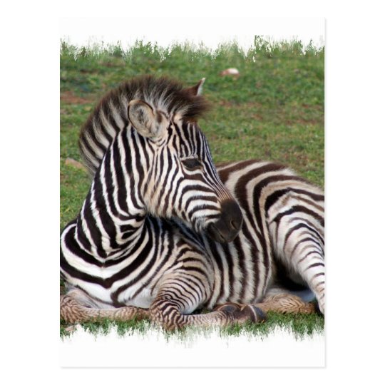 Resting Zebra Postcard