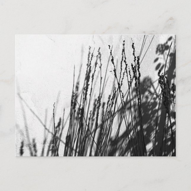 Restio / Grass black and while silhouette Postcard (Front)