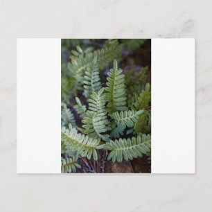 Resurrection Fern - Polypodium polypodioides Postcard