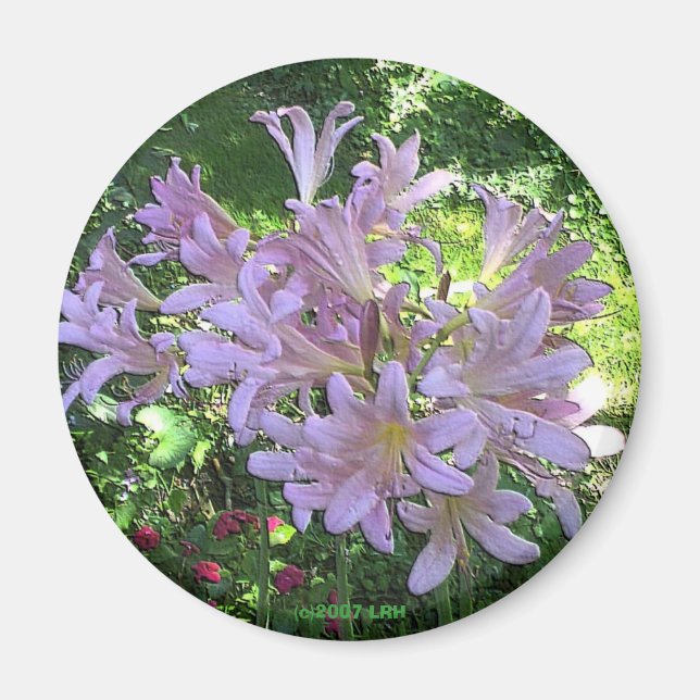 Resurrection Lily Magnet (Front)