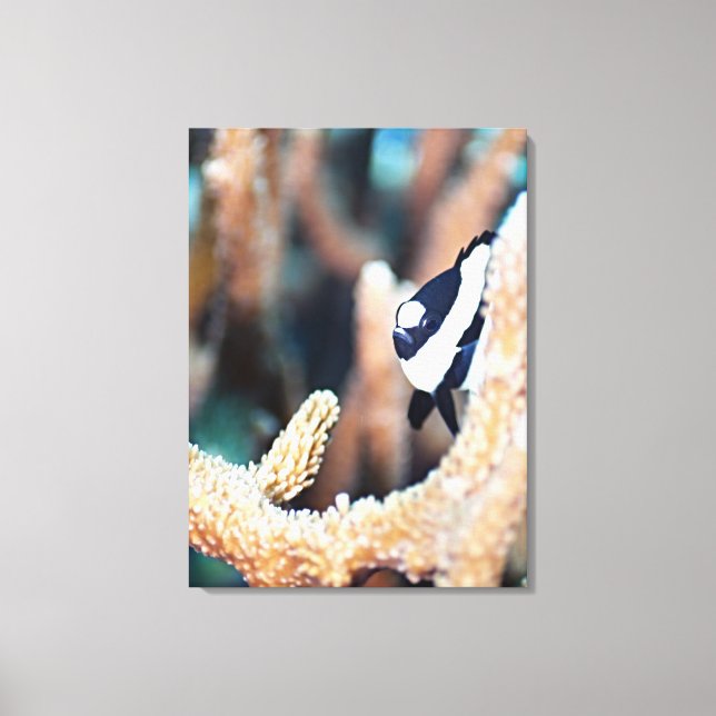 Reticulate dascyllus canvas print (Front)