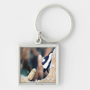 Reticulate dascyllus key ring